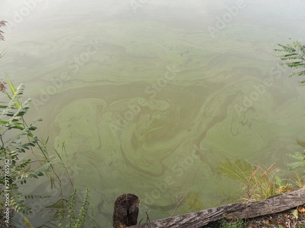 Obraz Disegni di melma nell'acqua