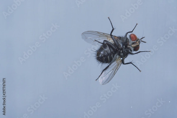 Obraz ハエの裏側