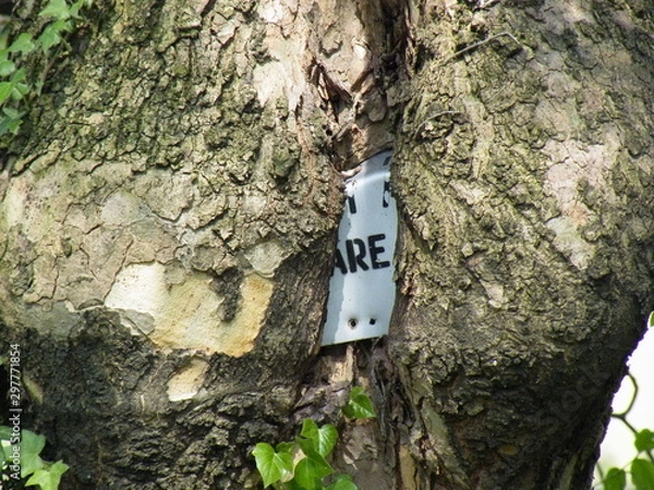 Obraz cartello nella corteccia