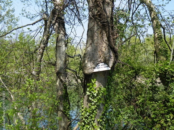 Obraz corteccia ricopre cartello