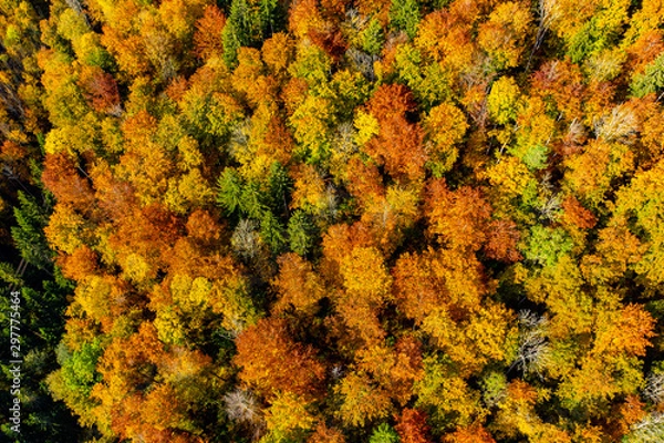 Fototapeta Herbst Wald