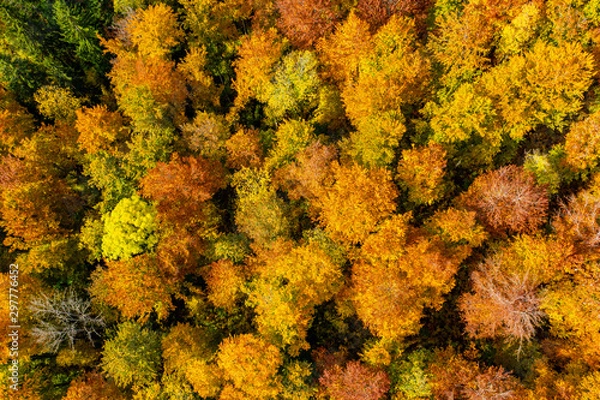 Fototapeta Herbst Wald