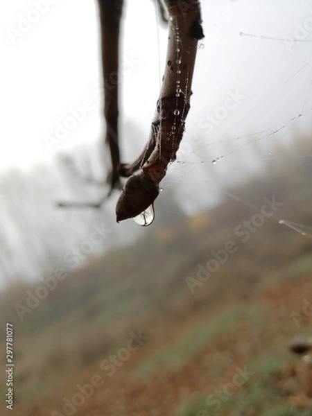 Fototapeta Tautropfen