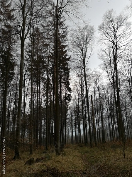 Fototapeta Nadelbäume