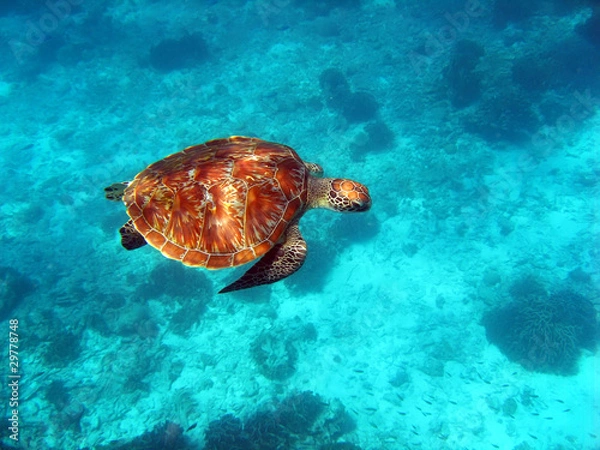 Obraz Sea Turtle