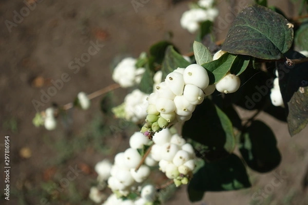 Fototapeta Rounded white berries of Symphoricarpos albus in September