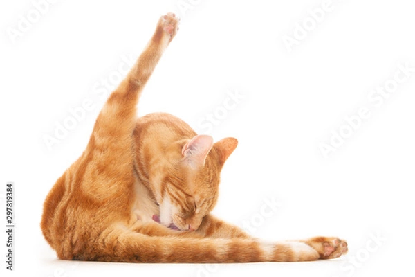 Obraz Ginger cat cleaning himself. Isolated on white.