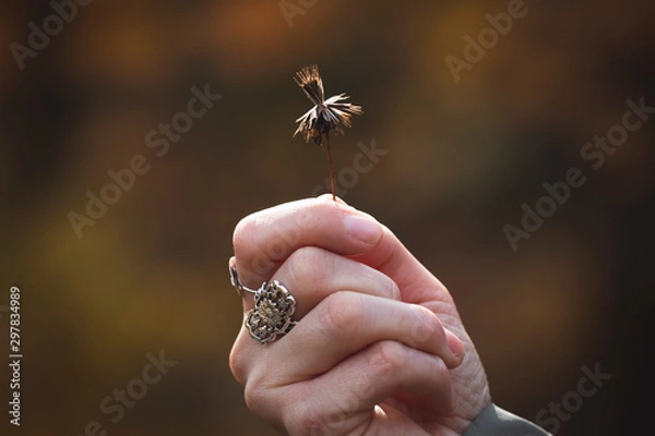 Obraz Thistle in the hand