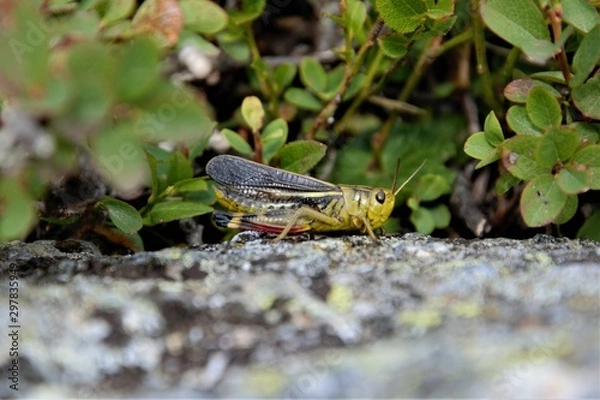 Fototapeta Saltamontes posado en una roca
