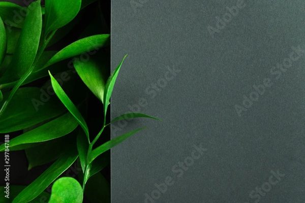 Obraz Tea tree green leaves on dark background. Foliage backdrop with copyspace. Botanical composition, eco product presentation idea. Natural leafage, frondage. Border with floral design elements