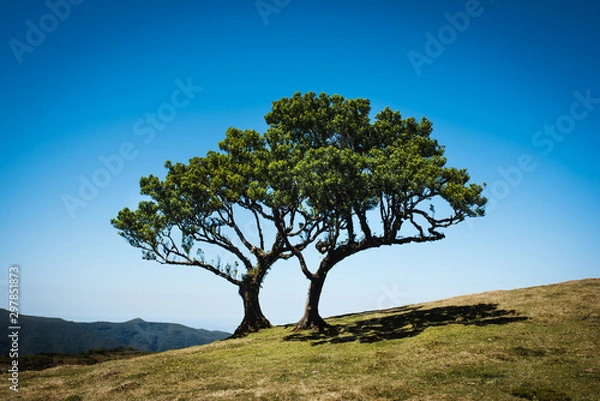Fototapeta Old cedar tree Fanal forest with copy space during a sunny day. 