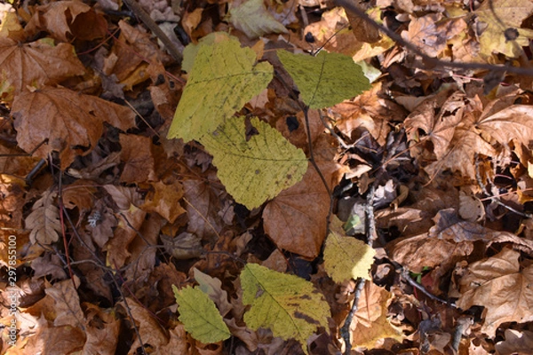 Fototapeta Листья в лесу осенью