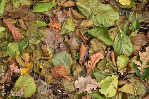 Obraz Текстура с сухими опавшими листьями, осенью в лесу.