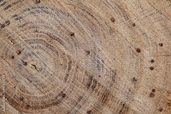 Obraz Текстура спила дерева, светло коричневого цвета. Сердцевина располагается с боку в углу.