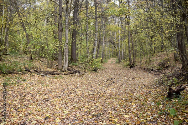 Obraz Дорога в осеннем лесу, усыпанная опавшей листвой.