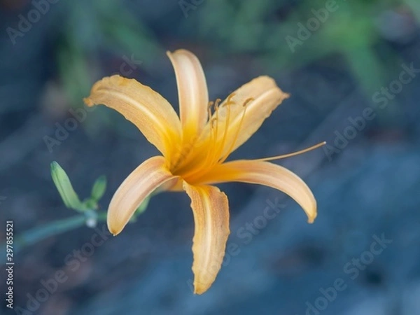 Obraz オレンジのユリ