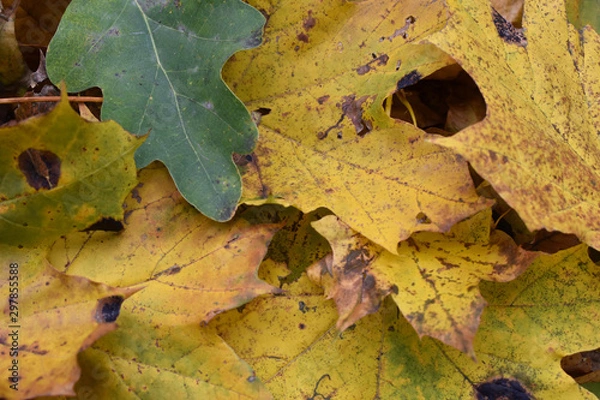 Obraz Текстура осенних кленовых листьев, желтого цвета, крупным планом.