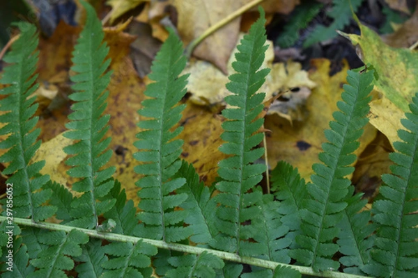 Obraz Зеленый лист папоротника на фоне желтой сухой листвы, осенью в лесу.