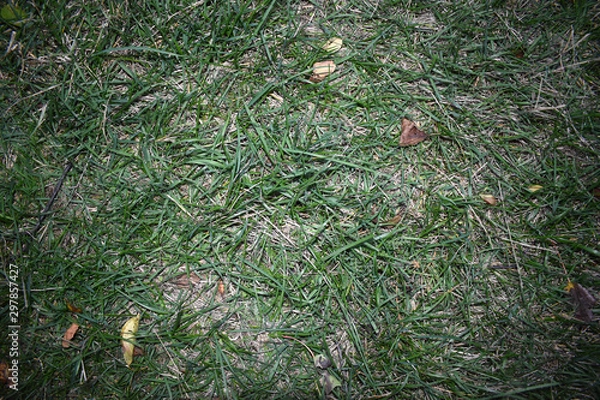 Obraz Текстура зеленой травы, с желтыми мелкими листочками деревьев