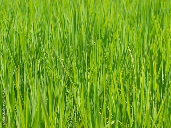 Obraz 夏の田んぼ