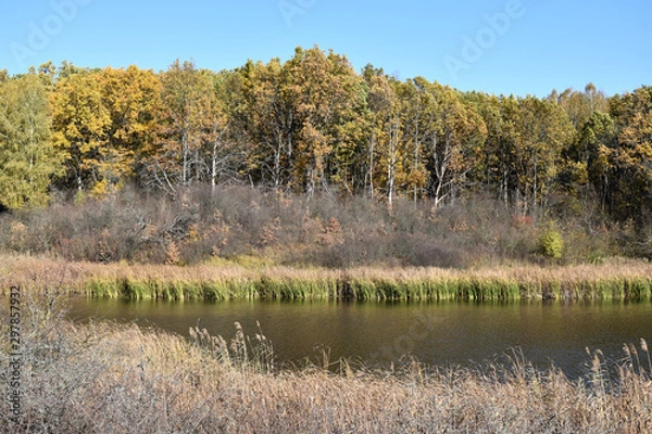 Obraz Дикая природа, осенний красивый пейзаж с видом на золотой лес и озеро в зарослях камыша.