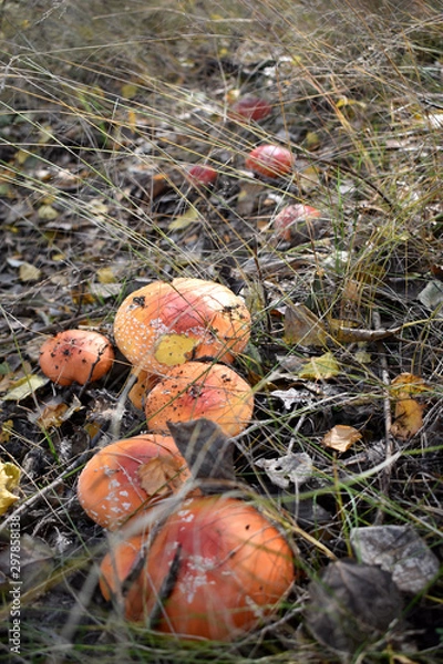Obraz On the forest glade grow red toadstools