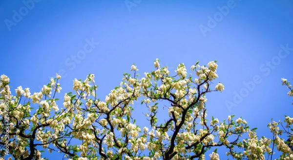 Obraz Spring Background with white tree blossom