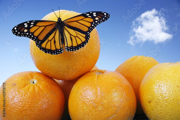 Obraz mariposa y naranjas