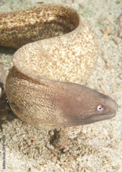 Fototapeta moray eel
