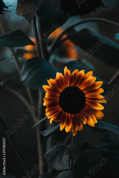 Obraz sunflower with black background