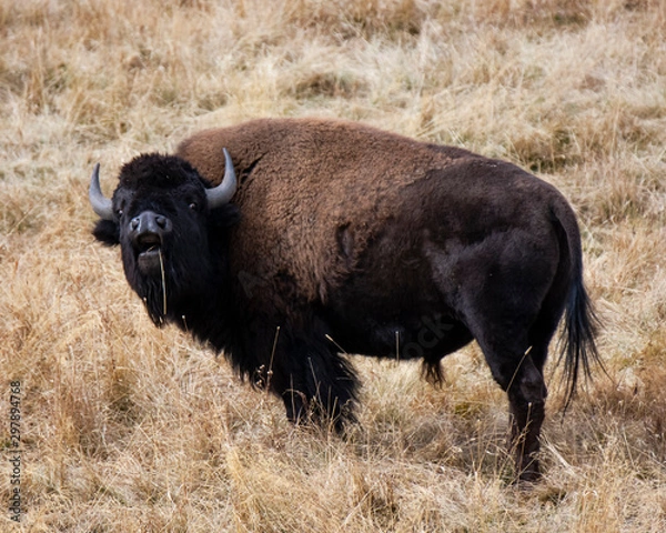 Fototapeta Bison - 