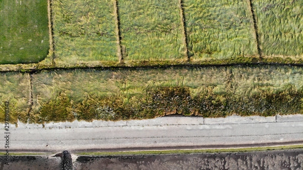 Fototapeta Küstenwiesen