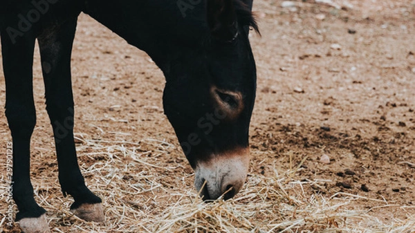 Obraz brown donkey feeding on straw on a private farm