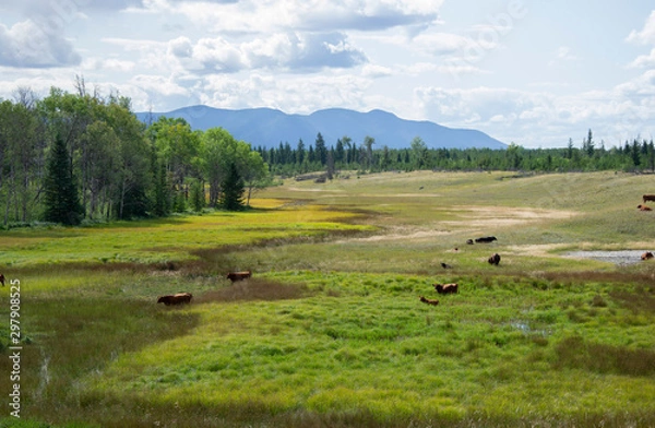Obraz Cattle in Meadow