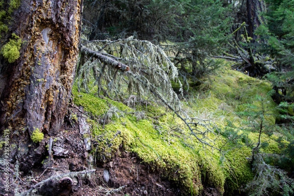 Obraz Mossy Forest