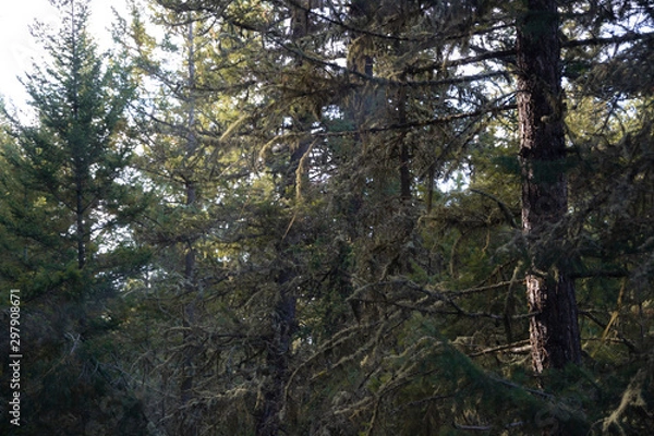 Fototapeta Shadow trees in light rays