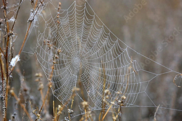 Fototapeta autumn web in morning dew
