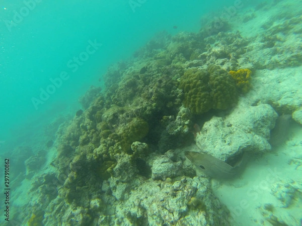 Obraz Moray eel (Muraenidae) underwater at maldives