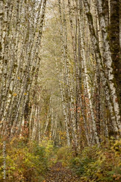 Fototapeta Path through birch forest in fall
