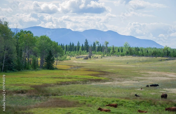 Obraz Meadow Cows