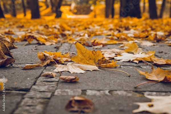 Fototapeta Fallen leaves in autumn park closeup, on the path. Vibrant orange color background
