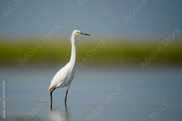 Fototapeta A white Snowy Egret wades in shallow water with a smooth background on a bright sunny day.