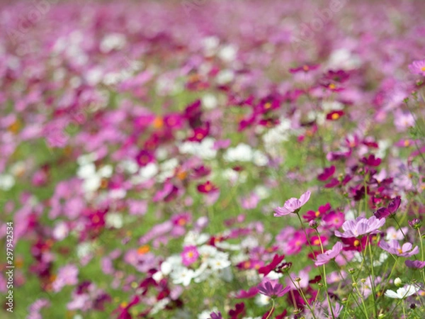 Fototapeta コスモス畑
