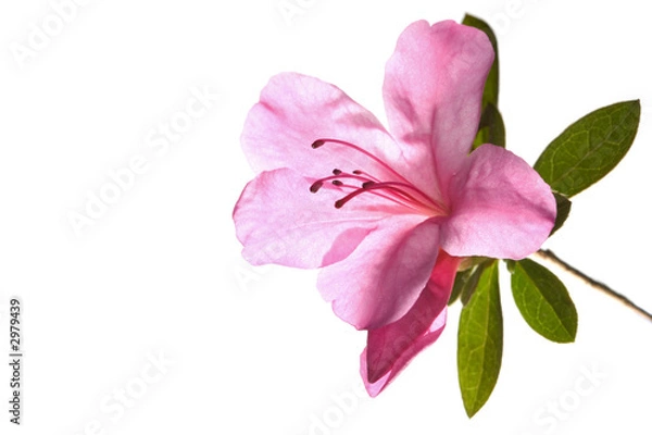 Obraz azalea backlit