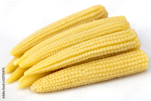 Obraz Young small corn