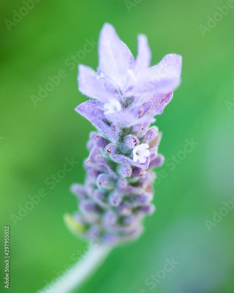 Obraz Lavender Bloom