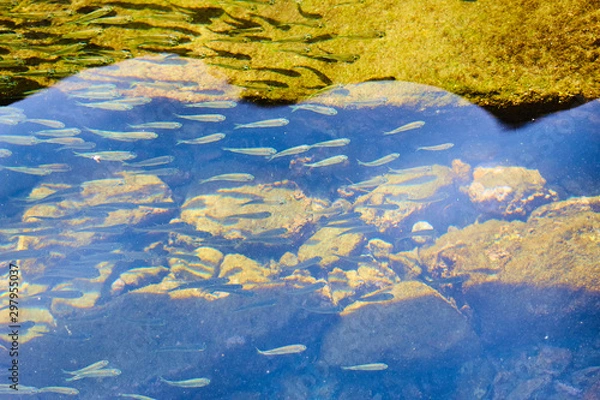 Fototapeta many little fishes