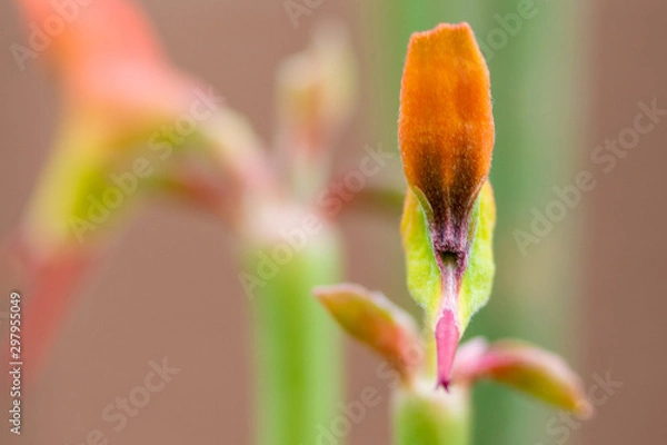 Obraz Pedilanthus Flower