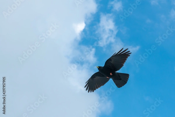 Fototapeta Crow under white clouds