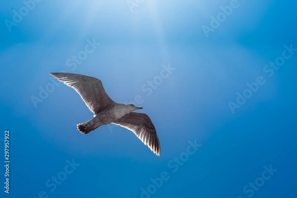 Fototapeta Seagull under the sun